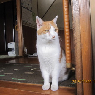 気は優しくて力持ち　金太郎