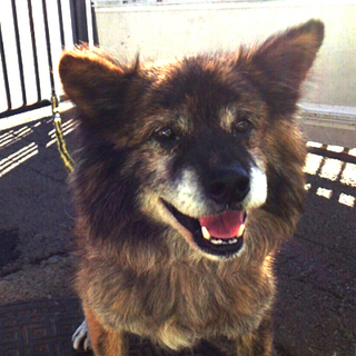 ニコニコ顔の熊五郎　家族募集中！