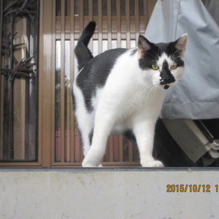 チャームポイントは黒いお鼻　文太