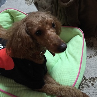 トイプードル、オス2才