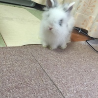 ディアボロ