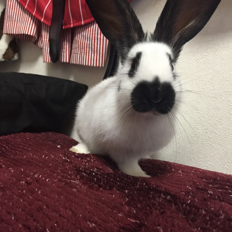 セフィロスのカバー写真