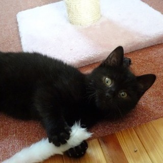 黒猫クマちゃん　2ヶ月オス 募集を一時停止します　