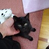 黒猫クマちゃん　2ヶ月オス 募集を一時停止します　 サムネイル2