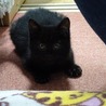 黒猫クマちゃん　2ヶ月オス 募集を一時停止します　 サムネイル6