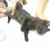 美人黒猫3ヶ月リカちゃん サムネイル6