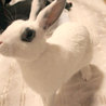 保護うさぎサプタちゃん サムネイル2