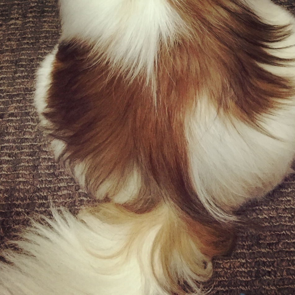 パフィーのカバー写真