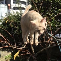 「木登り」サムネイル2