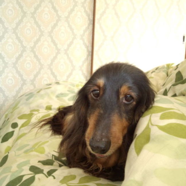 あさやん☆のカバー写真