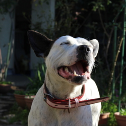 「クリスマスの朝」サムネイル3