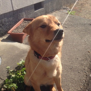 ◆急募◆置き去りにされた飼い犬（美濃柴ミックス）