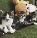子猫３匹います