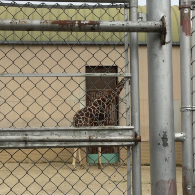 ふうごのカバー写真