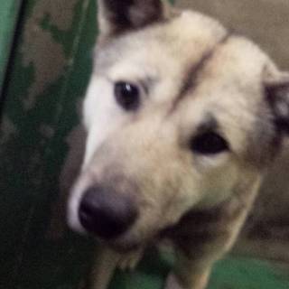 里親さん、もしくは預かり募集！！