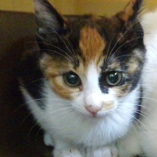 三毛猫あみちゃんの飼い主募集