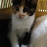 三毛猫あみちゃんの飼い主募集 サムネイル2