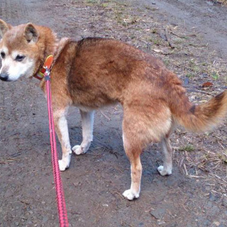 体重5.5kgかなり小さい豆柴♀ もみじちゃん