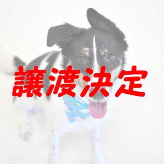 ヒース：元気いっぱいトライカラーの男の子