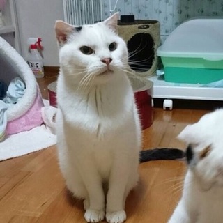 スコティッシュホールド☆タゴ君