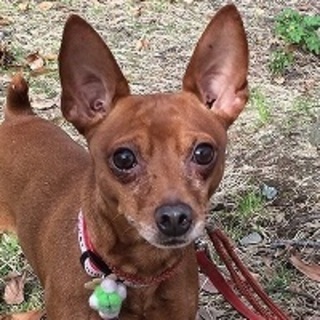 温かい家を！★センター収容散歩好きなミニピン君