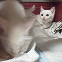 真っ白いフワフワの毛並みの子猫たち