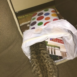 野良の性⁉︎
