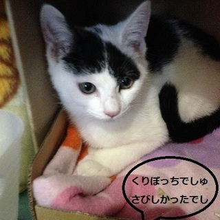 白が多いかわいいミツル君