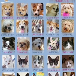 ティアハイムオープンシェルター里親会 サムネイル1