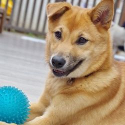 ティアハイムオープンシェルター里親会 サムネイル3