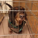 犬貰ってください