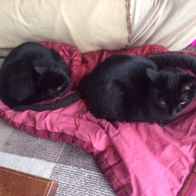 ちろねこ空海のカバー写真