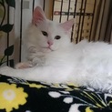 白長毛しらたまとサビ長毛ウーロン兄妹生後4カ月
