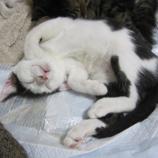 去勢済みお留守番できます人なつこいメット君動画有