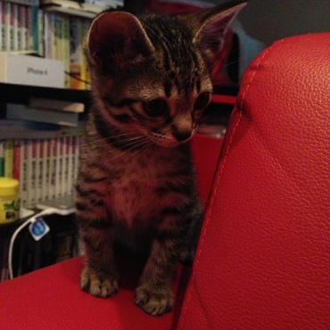 保護されたのを引き取った子猫♡モコちゃん☆
