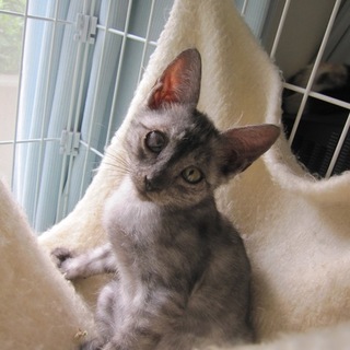 お留守番できます　グレーのアメリちゃん動画有