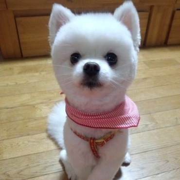 前のお家で飼ってたポメラニアンのモモちゃん♡