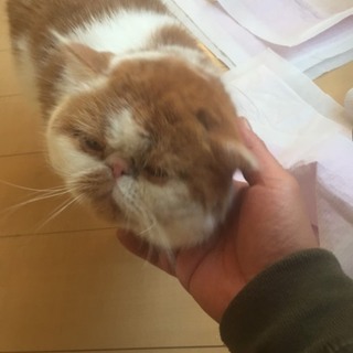 エキゾチックショートヘア里親募集