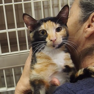 美猫な　のぞみちゃん