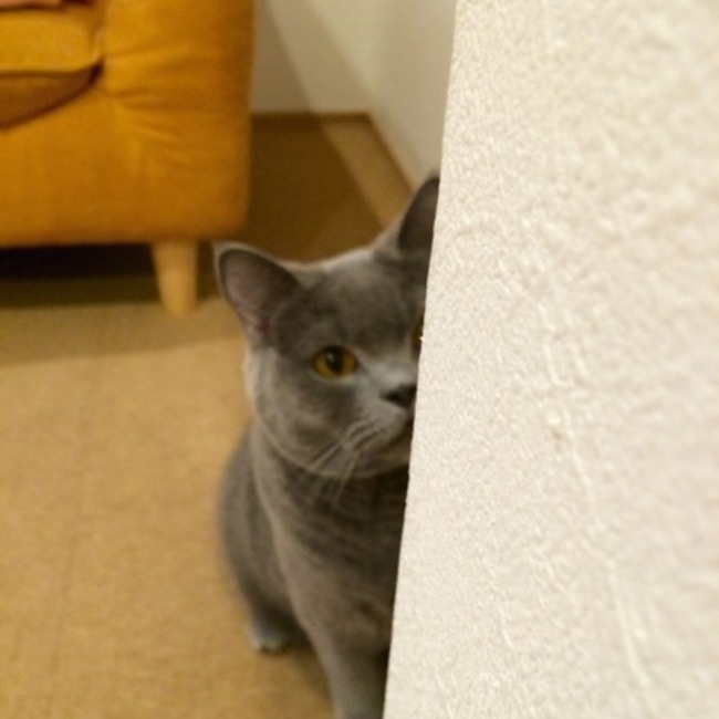 ワンダーにゃんのカバー写真