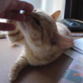 ミルクティーちゃん、４ヶ月メス