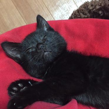 一時保護した黒子猫
