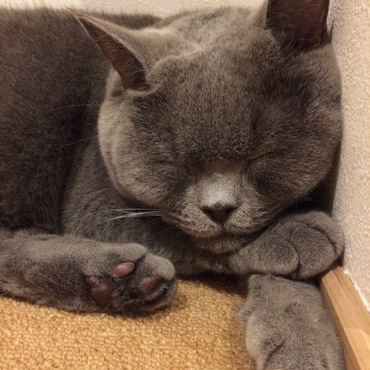 ブリティッシュショートヘア