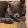 ブリティッシュショートヘア