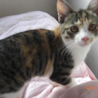 ミケちゃん、４ヶ月メス