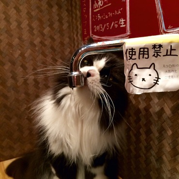 猫カフェにて