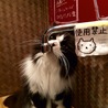 猫カフェにて