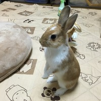 卯