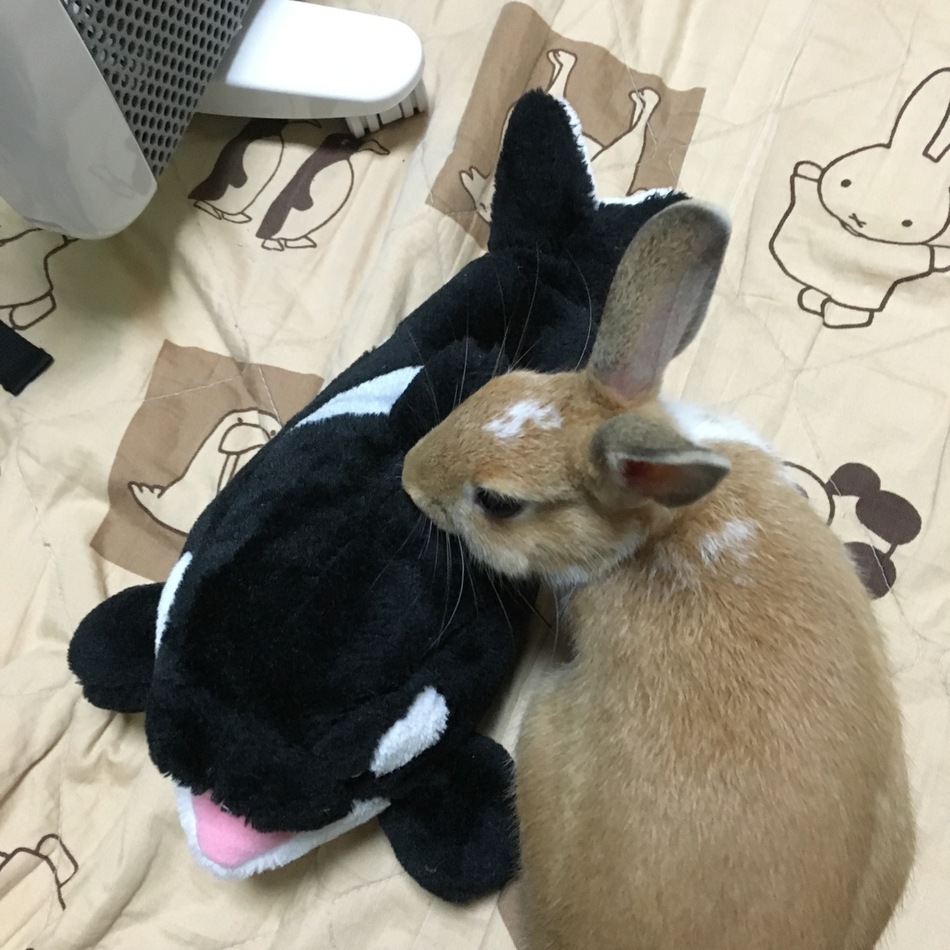 卯のカバー写真
