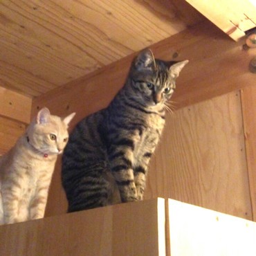 レディーファースト…「ゆず、先にいいよ～！」